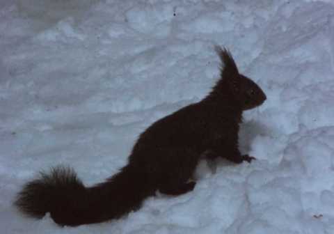 KinoRetro 84 : Un écureuil dans la neige | 